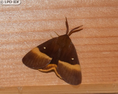 Bombyx du chêne