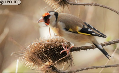 Chardonneret élégant