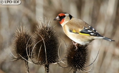 Chardonneret élégant