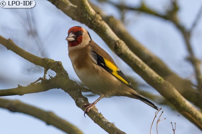 Chardonneret élégant