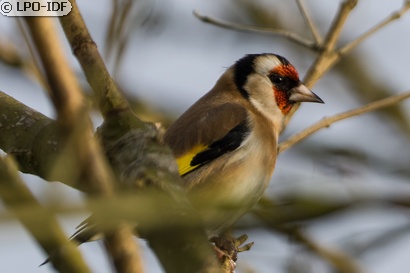Chardonneret élégant