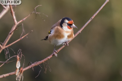 Chardonneret élégant