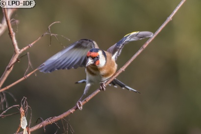 Chardonneret élégant