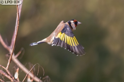 Chardonneret élégant