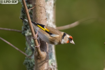 Chardonneret élégant