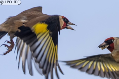 Chardonneret élégant