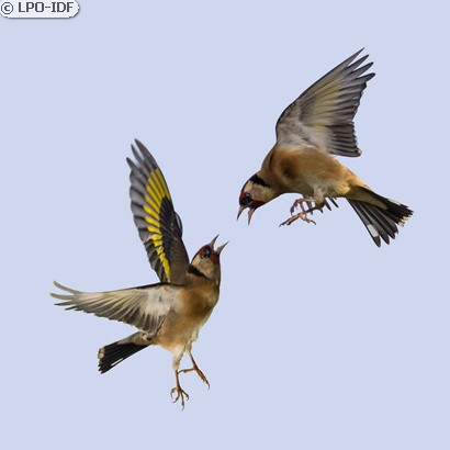 Chardonneret élégant