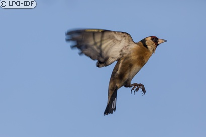 Chardonneret élégant