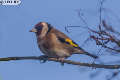 Chardonneret élégant