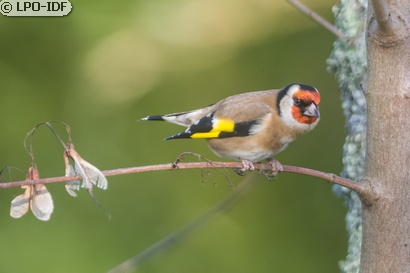 Chardonneret élégant