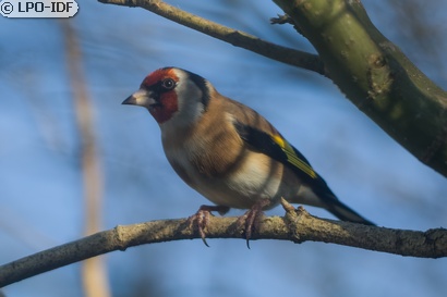 Chardonneret élégant