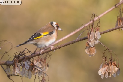 Chardonneret élégant