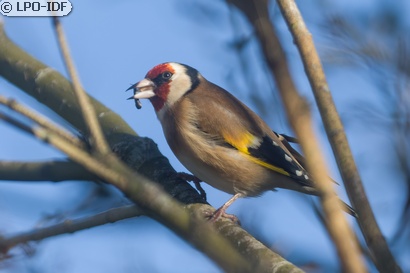 Chardonneret élégant