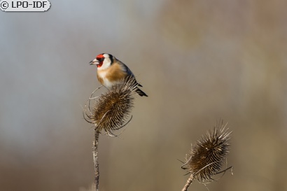 Chardonneret élégant
