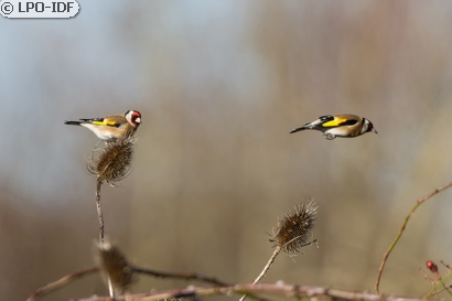 Chardonneret élégant