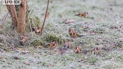Chardonneret élégant