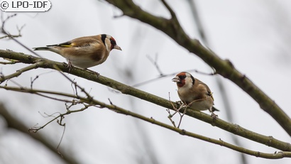 Chardonneret élégant