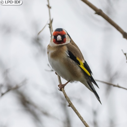 Chardonneret élégant