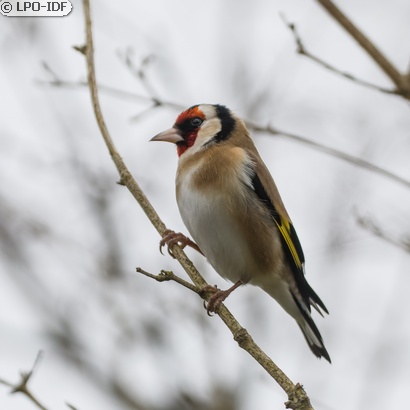 Chardonneret élégant
