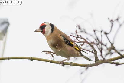 Chardonneret élégant