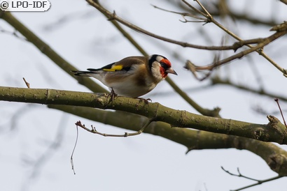Chardonneret élégant