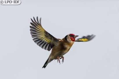 Chardonneret élégant