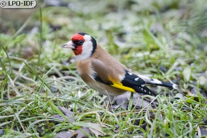 Chardonneret élégant