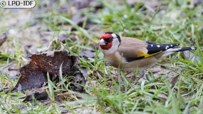 Chardonneret élégant