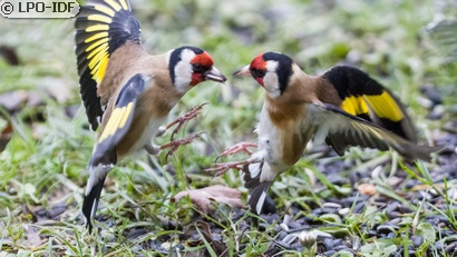 Chardonneret élégant