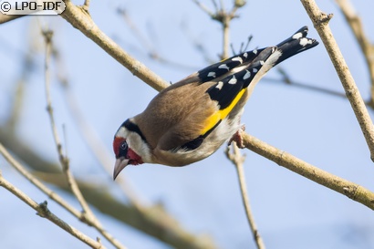 Chardonneret élégant