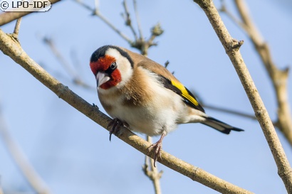 Chardonneret élégant