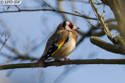 Chardonneret élégant