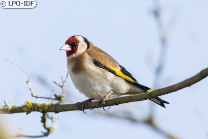 Chardonneret élégant