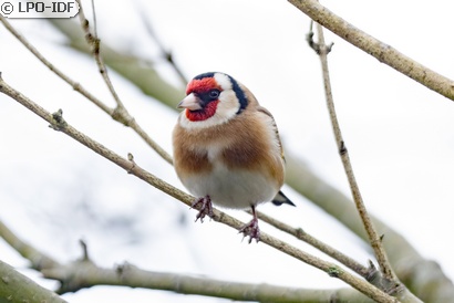 Chardonneret élégant