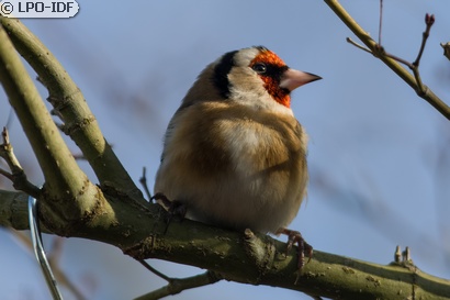 Chardonneret élégant
