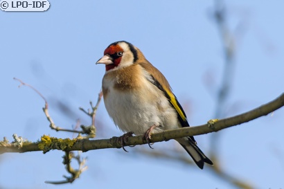 Chardonneret élégant