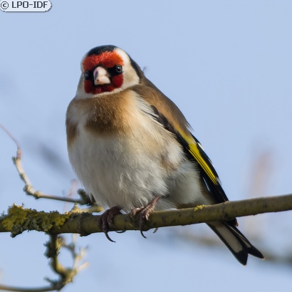 Chardonneret élégant