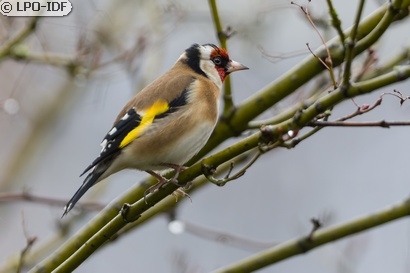 Chardonneret élégant