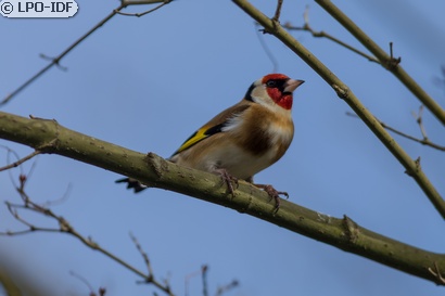 Chardonneret élégant