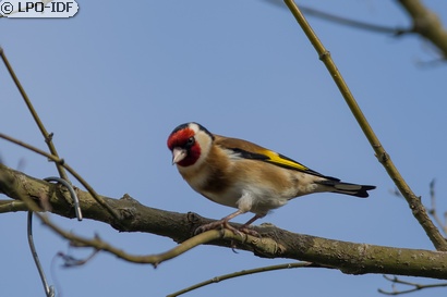 Chardonneret élégant