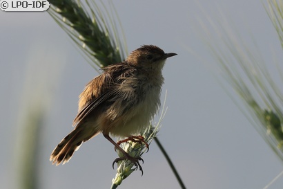 Cisticole des joncs