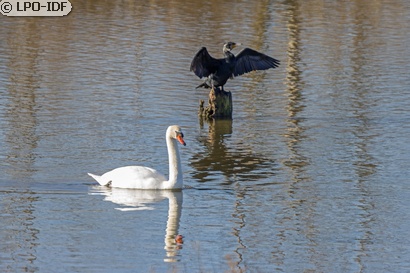 Cygne tuberculé