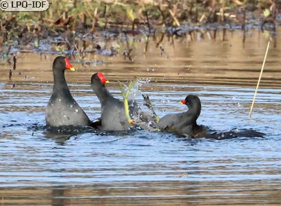 Gallinule poule-d'eau