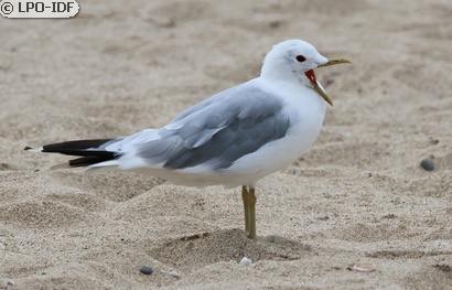 Goéland cendré