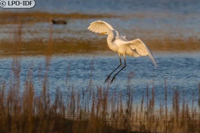 Grande Aigrette