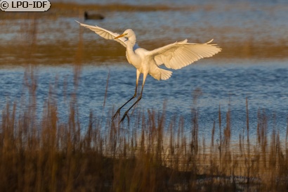 Grande Aigrette