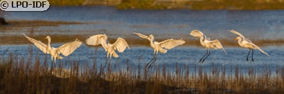 Grande Aigrette