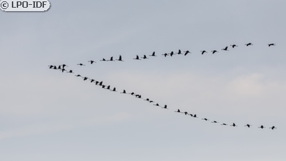 Grue cendrée