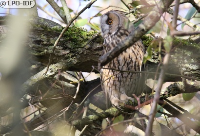 Hibou moyen-duc