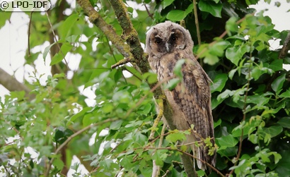 Hibou moyen-duc